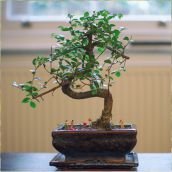 Vastu Shastra and Plants